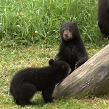 Arizona et Montana, les deux oursonnes du parc animalier de Sainte-Croix