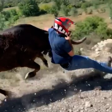 Un taureau en cavale dans les rues d'Arles