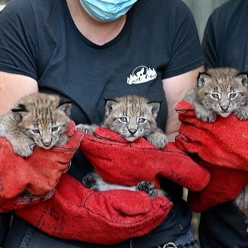 Trois bébés lynx viennent de naître dans un parc animalier de Moselle