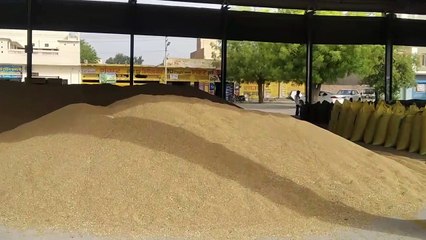 Video herunterladen: Paddy arrival will increase in mandis till Navratri, picture of government procurement is not clear yet