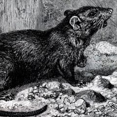 Quand Paris organisait un concours pour lutter contre la prolifération des rats