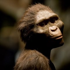 Découverte par Yves Coppens, Lucy était-elle la « grand-mère de l’Humanité » ?