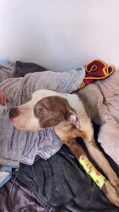 Appeal launched after dog found 'just skin and bones'