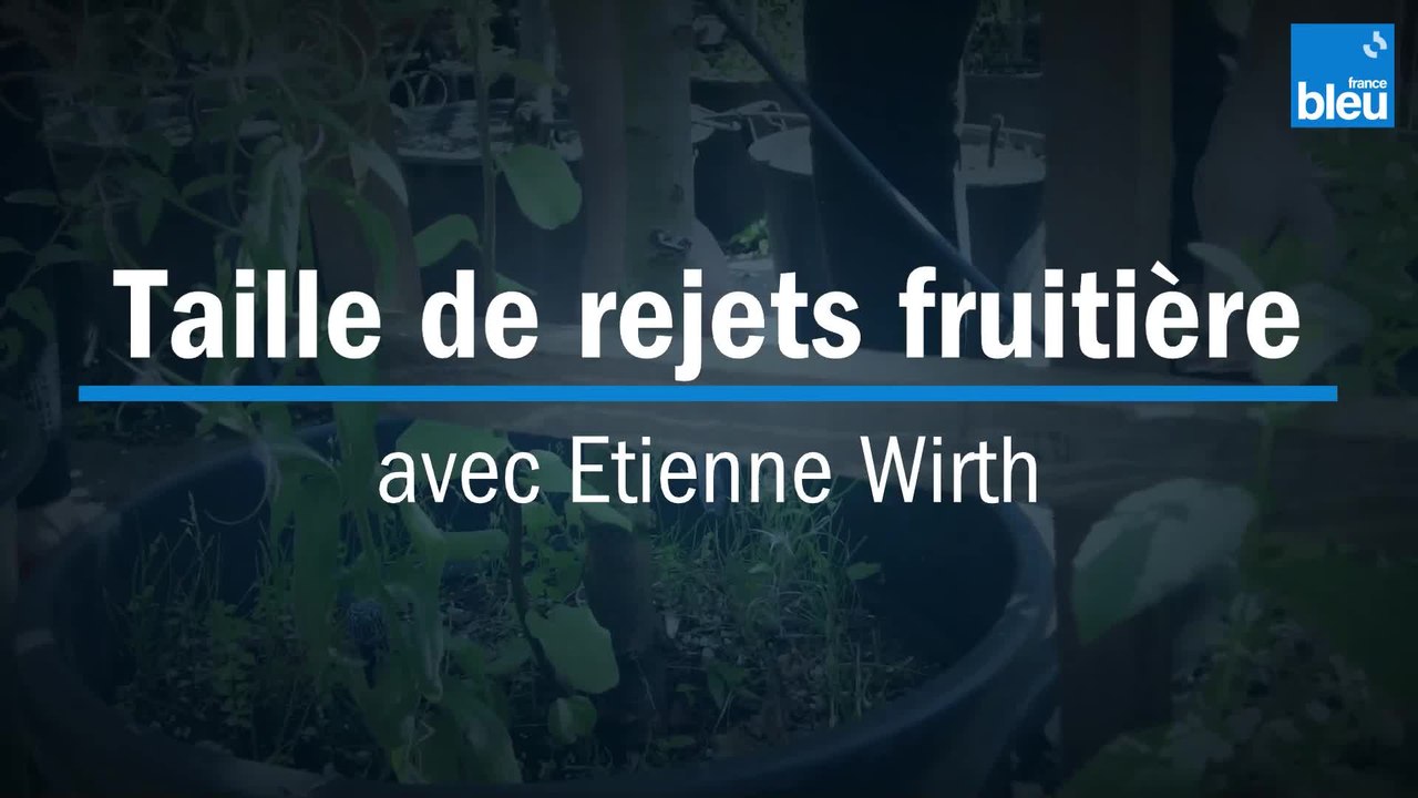 Taille de rejets fruitière