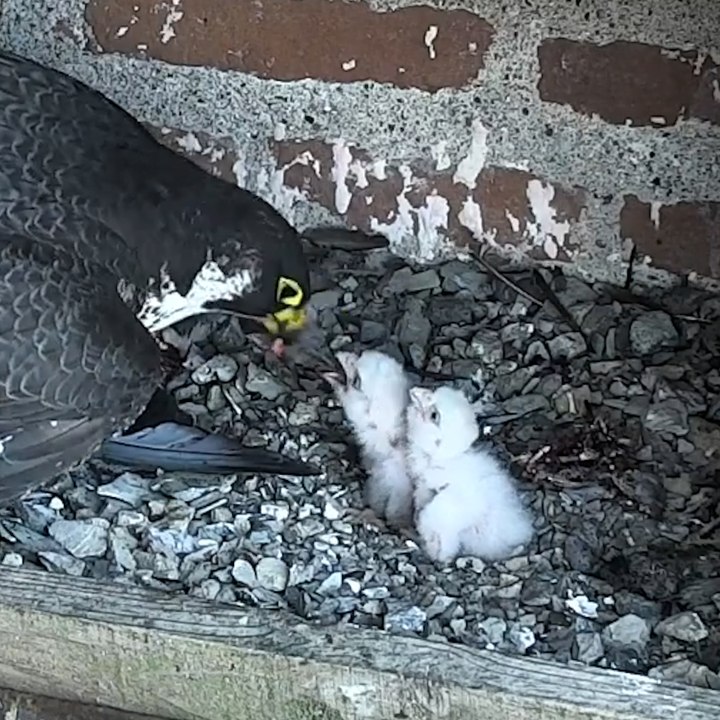 Naissance de deux petits faucons pèlerins dans la cathédrale d’Albi