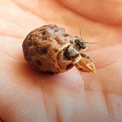 Emouvant: la naissance d'une reine-abeille