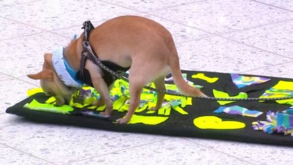 bd-juguetes-caseros-y-economicos-para-perros-060922