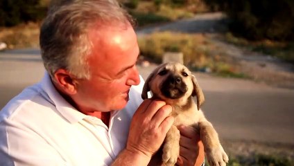 الجدل القائم في شأن الكلاب المشردة يعود إلى الواجهة في تركيا