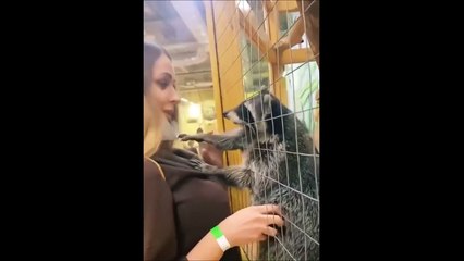 Ce raton laveur est tombé amoureux