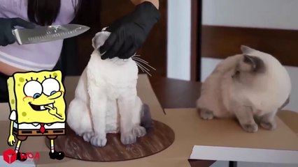 save me !! The lazy cat chases the mouse, which one will Spongebob help?