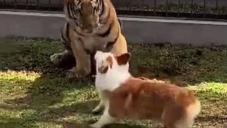 Attack Of The Funny Dogs  The Best Videos About Dogs Part-11