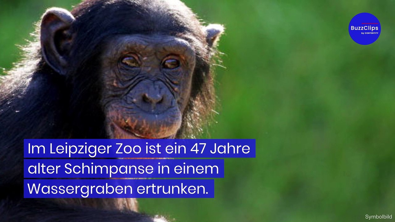 Leipziger Zoo: Schimpanse ertrinkt wegen Streit mit Artgenossen