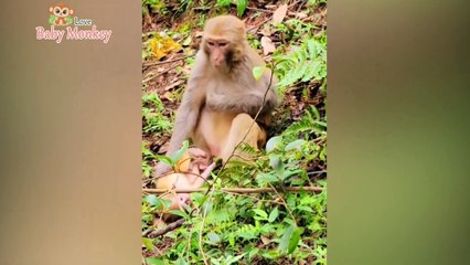 Baby Monkey Losing Calm Doesn't Stop Crying. Is It The Mother Monkey's Fault