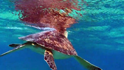 Chypre: une tortue verte nage en Méditerranée