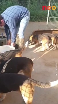 Sages, ces chiens vont à la gamelle un par un