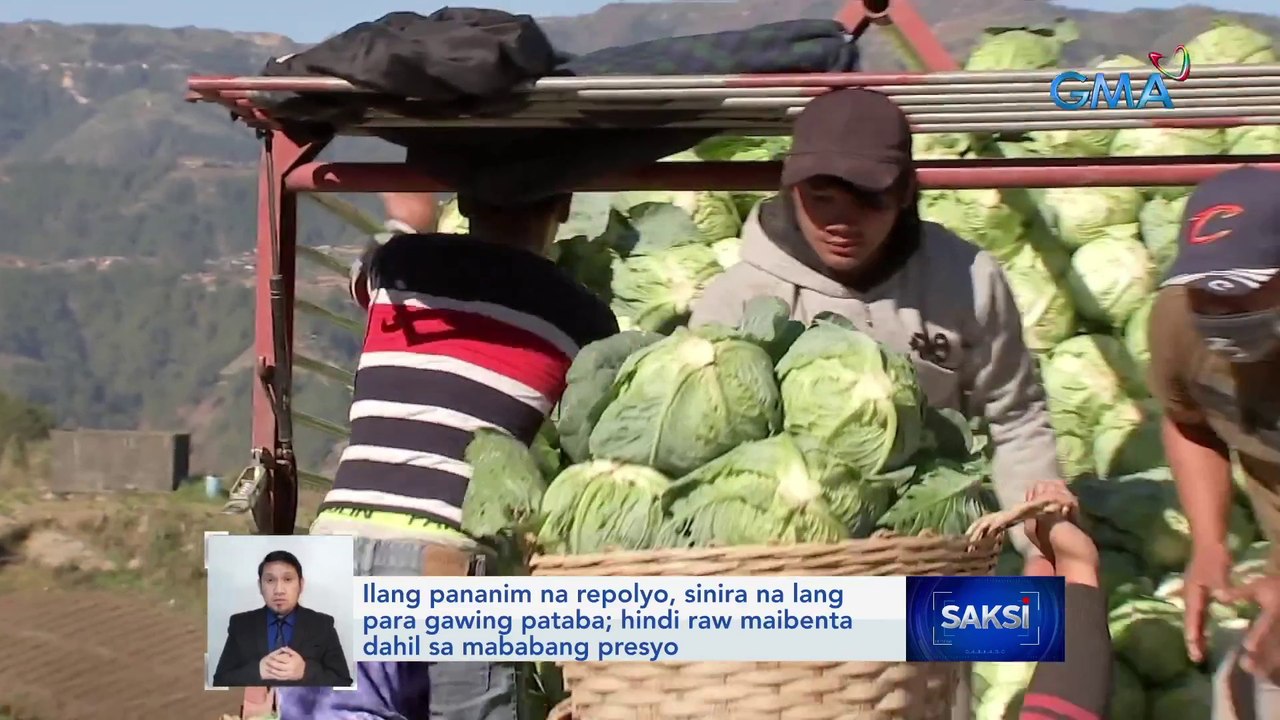 Ilang pananim na repolyo, sinira na lang para gawing pataba; hindi raw ...
