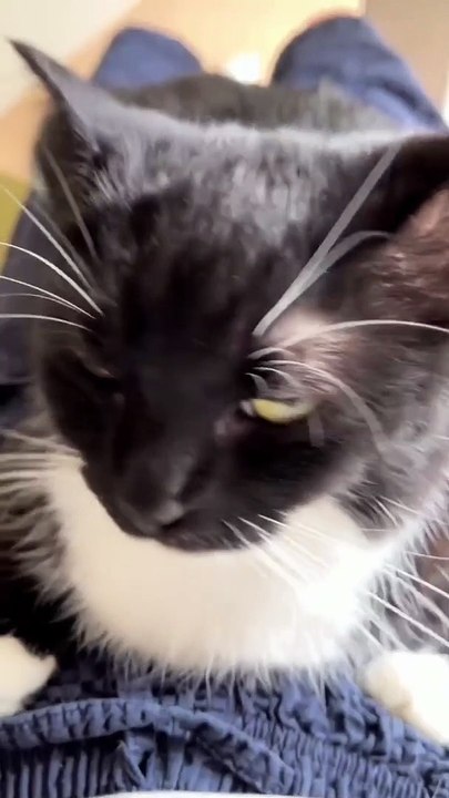 Cute cat 