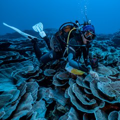 Féérique: découverte d'un immense récif corallien en Polynésie française