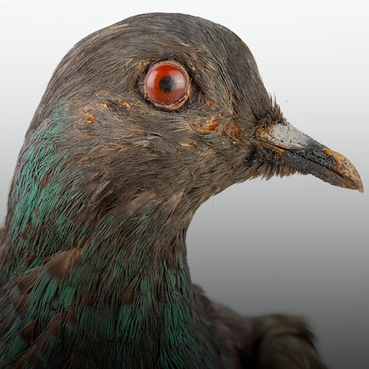 Cher Ami, le pigeon voyageur qui sauva des vies lors de la Première Guerre mondiale