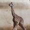 Un girafon est né au zoo du bassin d'Arcachon