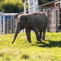 Sofie et son partenaire recueillent les éléphants des cirques et des zoos dans leur sanctuaire