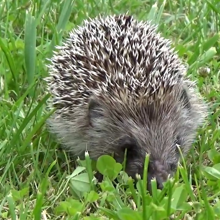 4 conseils pour aider les hérissons à passer l'hiver