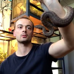 Passionné de reptiles et d’araignées, Johann vous explique comment ne plus les craindre