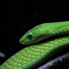 Pourquoi les vêtements verts ont la réputation de porter malheur ?