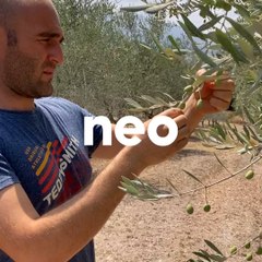 Cet oléiculteur corse produit l'une des meilleures huiles d'olive du monde