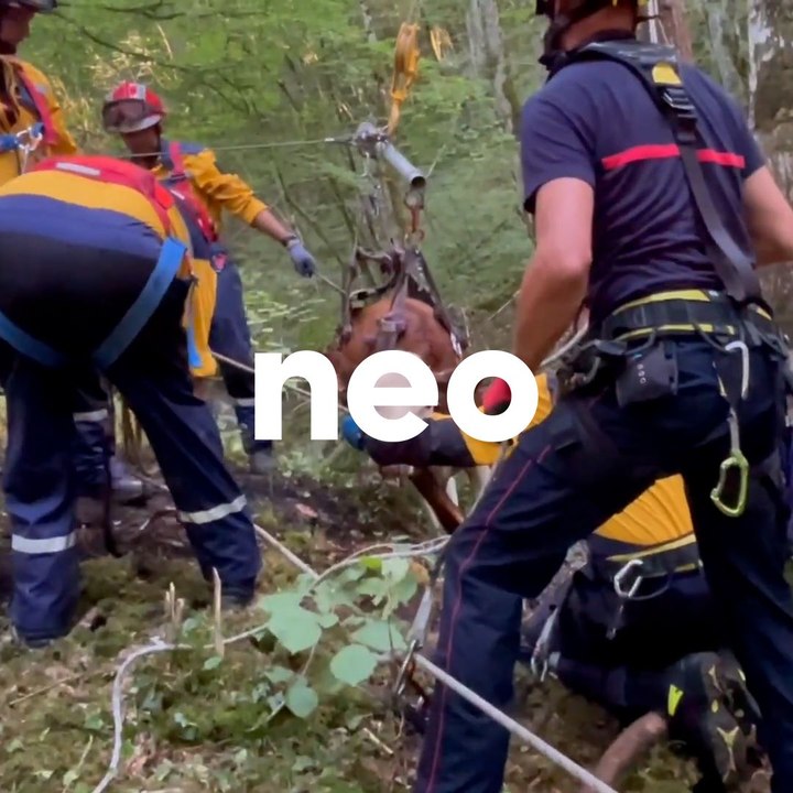 Ces pompiers sauvent 20 génisses