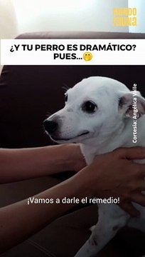 El perro dramático no exis...