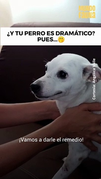El perro dramático no exis...
