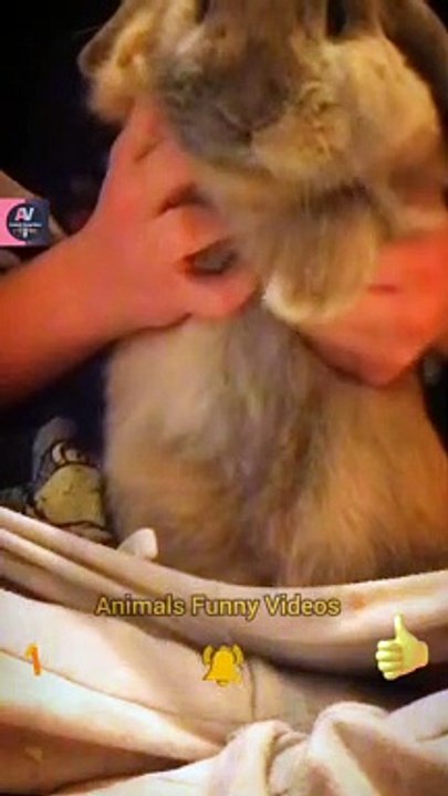 Wonderful Rabbit Eating Time | Very Cute Rabbit Animals| Animals Funny Videos