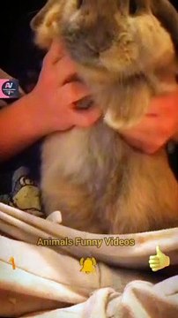 Wonderful Rabbit Eating Time | Very Cute Rabbit Animals| Animals Funny Videos