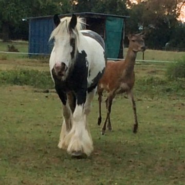 Dans les Ardennes, cette biche ne quitte jamais sa meilleure amie, une jument