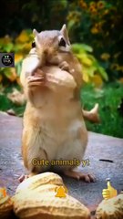 Wow So Beautiful Cute Pie Squirrel Videos 2022 | Squirre Funny Eating Time | Cute Animals Yt