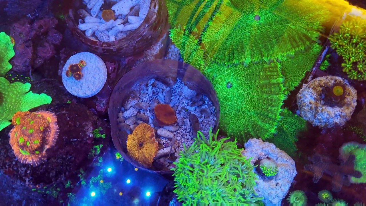 Aquarium pour les boutures de coraux