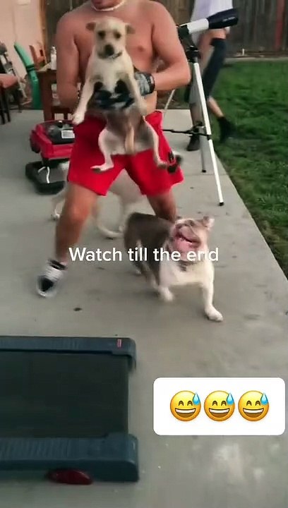 Funniest Animals - Best Of The 2022 Funny Animal Videos