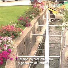 Café más Caro del Mundo - Bleu&Blanc