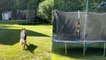 Dog Loves Excitedly Jumping On Neighbor's Trampoline During Walk | Happily TV