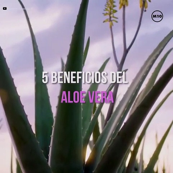 5 beneficios del  Aloe Vera - Mujer de10