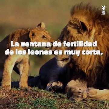 Las prácticas sexuales de los animales