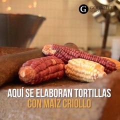 Download Video: Molino El Pujol al rescate de nuestras raíces - Gourmet de México