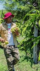 Pitahaya, la fruta exótica de la Mixteca Poblana