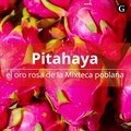 Pitahaya: curiosidades y usos en la cocina