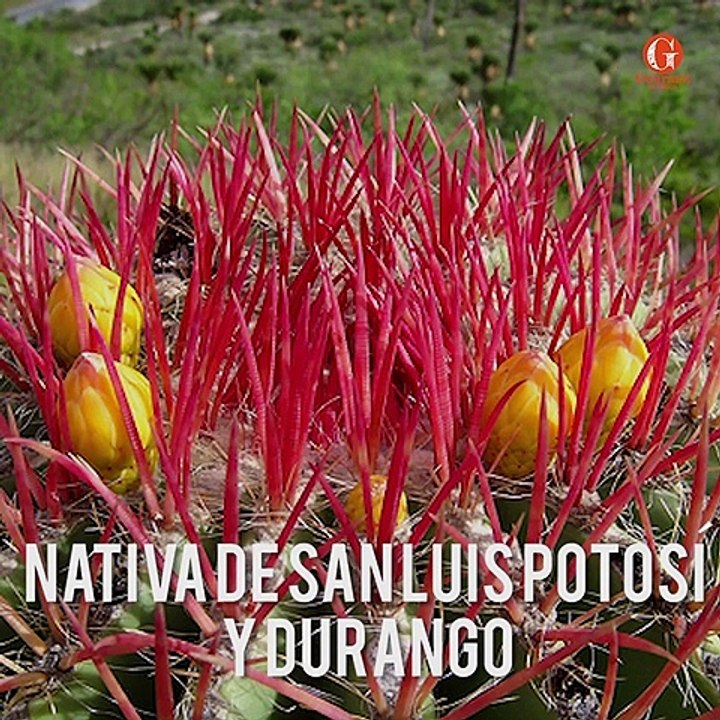 5 flores comestibles mexicanas que te encantarán - Gourmet de México