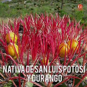 5 flores comestibles mexicanas que te encantarán - Gourmet de México