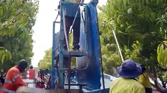 A bumper season is expected for the 2022 NT mango harvest | August 7, 2022 | Katherine Times
