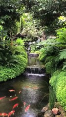 Cascades on Stream in Forest
