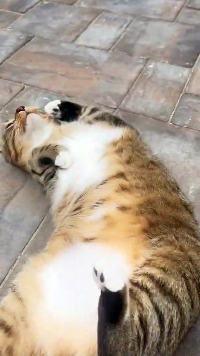 Roly Poly Cat
